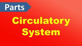 Parts of the Circulatory System