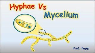 Hyphae and mycellium