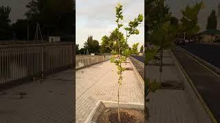 В Бишкеке благоустроили набережную БЧК в районе стадиона «Алга»