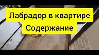 Стоит ли заводить собаку | Лабрадор в квартире