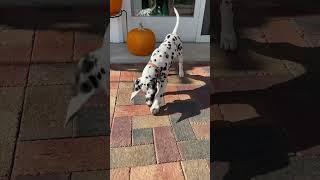 I know I like this little dog! #dog #puppy #trending #cutedog #ilike #shorts #viral #dalmatian