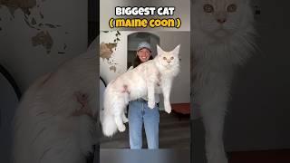 smallest vs largest animals in the world #animals #shorts #youtubeshorts
