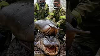 Crocodile battles giant snail — tense rescue unfolds #animalsrescue #wildlfe