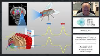 How fly neurons compute the direction of visual motion