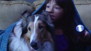Lassie is ready... are you?