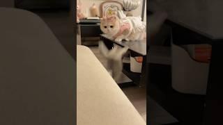 Kitten: Please, don’t let a third person know.#kitten #petlovers ##cuteanimals #cat #petlife #cute