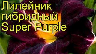 Лилейник гибридный Супер Пепл. Краткий обзор, описание характеристик hemerocallis Super Purple