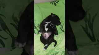 My Puppy Honey #shorts #youtubeshorts #dog #cute #pets