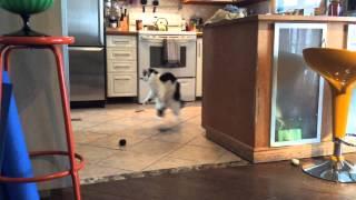 The Oreo Cat: You should be dancing!