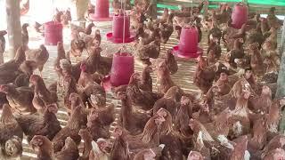 Amazing healthy layer chicken farm.