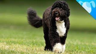 Portuguese Water Dogs Facts