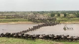 Wildebeest Migration River Crossing, Serengeti National Park