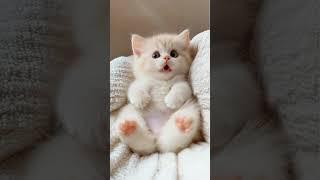 Oh my, so adorable! 3  #cat #kitten #cute #lipsync #cats