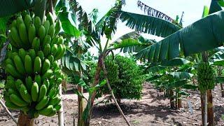 How to Start a Successful Banana Farm Business in 2024 - Planting, Pruning, Mulching, Harvesting etc