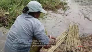 Processing cycle of Jute