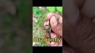 Horsefly Dragonfly Bumblebee Desert Locust Tiger Beetle #animals