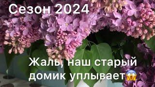 Влог 5/24 Вот-вот домик уплывет‍️//посадили туи// мои басни 