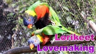 Lorikeet Lovemaking