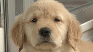 Amazing Animal Facts!: Golden Retrievers