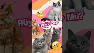 Kediler Rüya Görür mü? Bilimsel Gerçekler ve Şaşırtıcı Detaylar!
