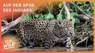 Jaguar: Eines der seltensten Raubtiere der Welt | Real Wild Deutschland