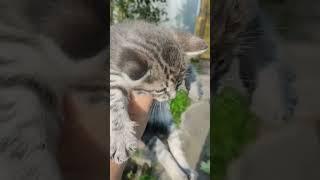 История одного спасения!!!!Подробнее про Маху можно посмотреть у меня в ТГ - В гостях у Хозяюшки.