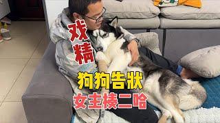 女主趁男主不在家胖揍二哈，當男主回家后，大家千萬憋住別笑【马桶的逗比狗生】