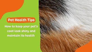 How To Keep Your Pets Coat Look Shiny and Maintain Its Health