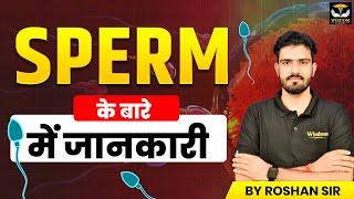 SPERM | HOW SPERM IS CREATED | SPERM के बारे में जानकारी | WISDOM NURSING CLASSES