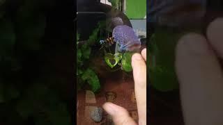 si GOReng aDAT beraksi ️️