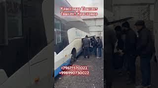 Краснодар Ташкент Ташкент Краснодар автобус #ростов #краснодар #ташкент #avtobus #узбекистон #топ