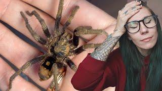 WHAT is he DOING? Br33ding Failure.. Speckle Pumpkin Patch Tarantula - H vangoghi