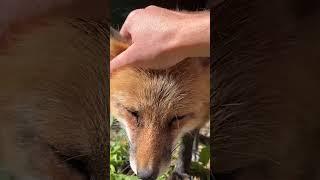 Ли Сяо / Alice the Fox Лиса Алиса (Алиса пользуется погодой!!!)