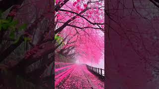 Beautiful Nature G 59 #relax #naturalrelaxation381 #beautifulnature #nature7