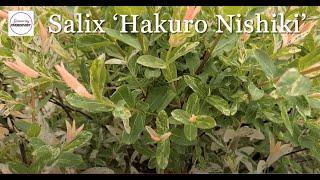 Salix 'Hakuro Nishiki' (Dappled Willow)//SpectacularColor, Eye-Catching, Easy to Grow Shrub