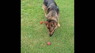 Sable german shepherd! #shorts