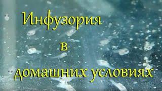 Инфузория легко и быстро: разведение, способы забора, очистки, фильтрации и переноса на корм малькам