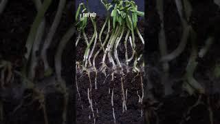 Growing MUNG BEAN Time Lapse in 30 seconds