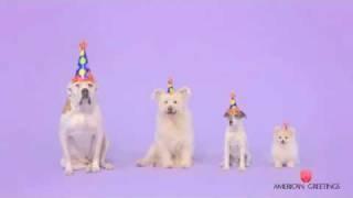 Starring Uggie!  Woofy Birthday Ecard from American Greetings