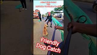 Friendly Dog Catch #dog #ytshortsindia #streetdogplanet44 #ytviral #shorts