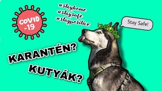 KARANTÉN KUTYÁKKAL | NEHÉZ HUSKYVAL?