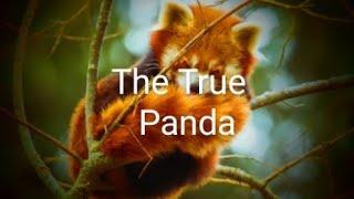 The elusive red panda #naturedocumentary ||Nature Secret