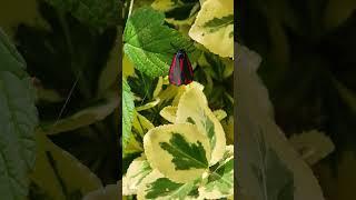 Cinnabar Moth #moth #nature #garden
