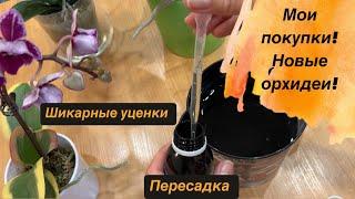 🟠НОВЫЕ ОРХИДЕИ. Мои покупки в ОБИ. Обработка и пересадка #пересадкаорхидей #новыеорхидеи #орхидеи