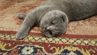 Smart eyes of my kitten! You should see this! Scottish Fold kitten