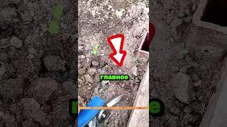 Легко избавился от тли и муравьев на даче #сад #огород #дача #рассада #урожай