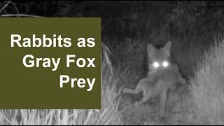 Trail Camera | Rabbit As Prey [2/2023]