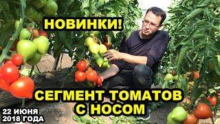 Томаты с носом. Часть #1. Новинки! 28 июня 2018 года