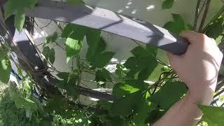 луд фен на черноморец балчик слизане