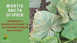 Жовтіє листя огірків  Боремося з пероноспорозом та паутинним кліщем на огірках.